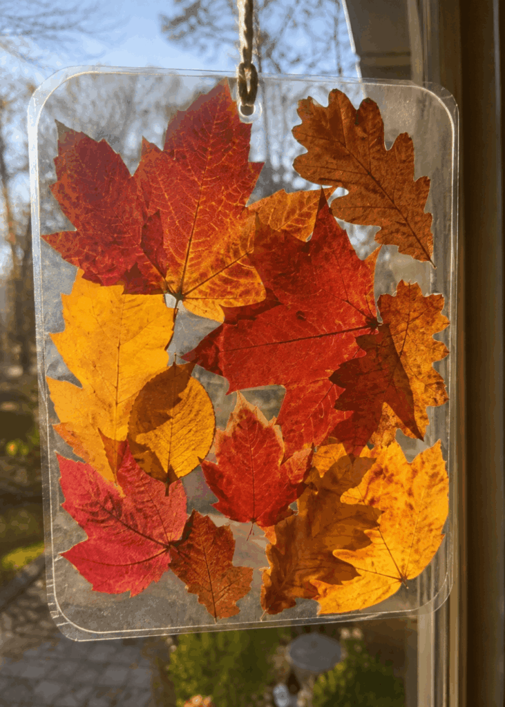 Fensterbild aus gepressten bunten Herbstblättern, im Gegenlicht leuchtend