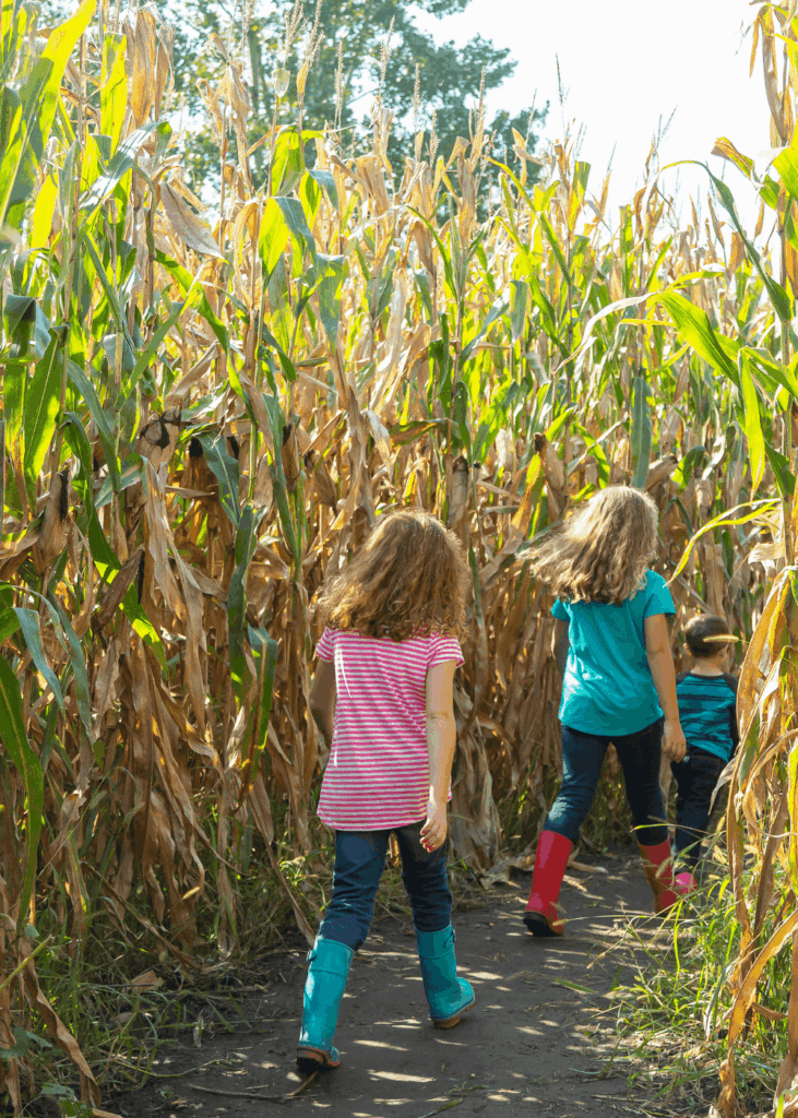 Kinder laufen durch ein hohes Maisfeld im Herbst