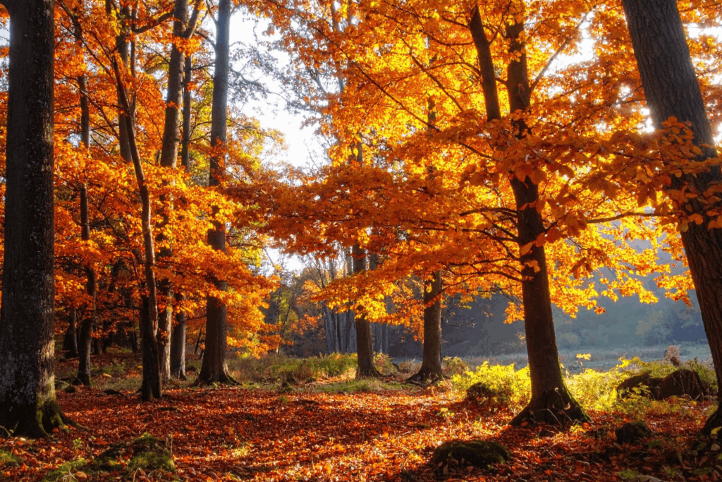 Waldboden bedeckt mit buntem Herbstlaub in Orange-, Rot- und Gelbtönen, Sonnenlicht fällt durch die Bäume