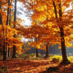 Herbstlaub Waldboden bedeckt mit buntem Herbstlaub in Orange-, Rot- und Gelbtönen, Sonnenlicht fällt durch die Bäume