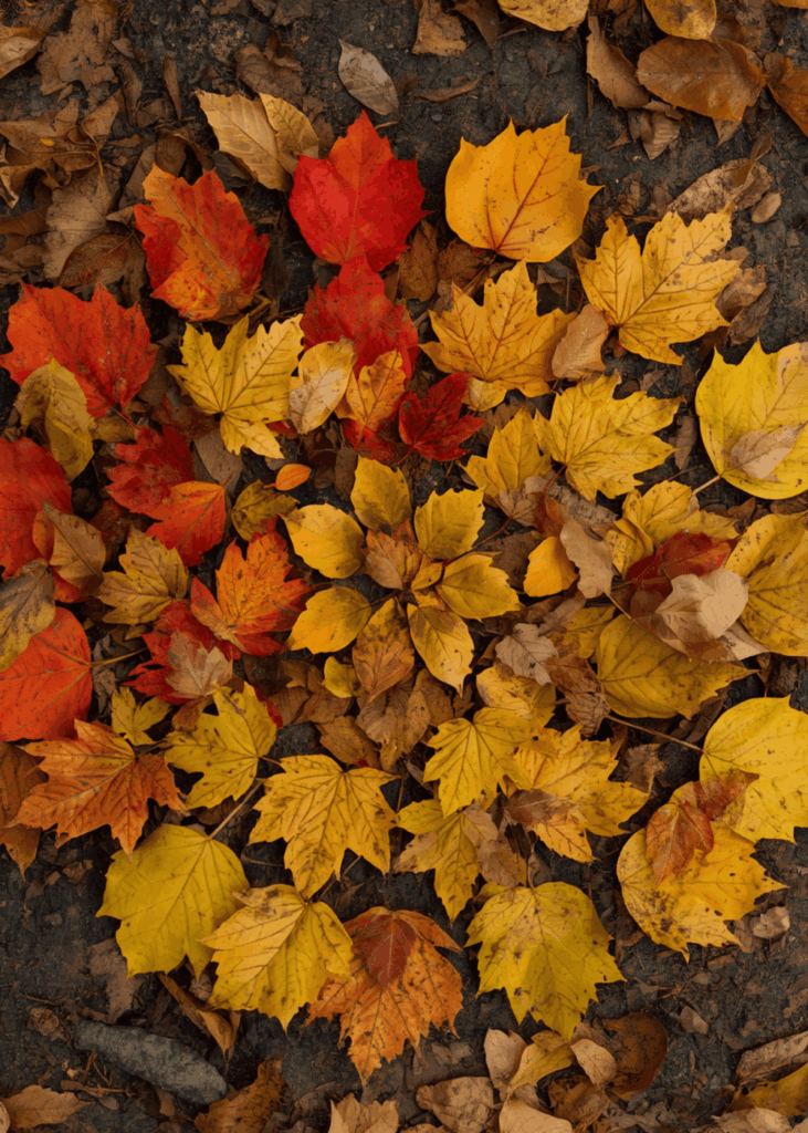 Bunte Herbstblätter kreisförmig als Mandala auf dem Boden angeordnet