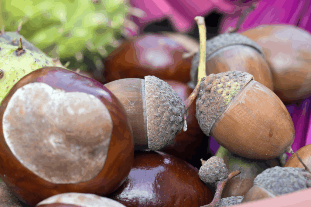 Kastanien, Eicheln und Walnussschalen auf einem Tisch ausgebreitet – Naturmaterial für Herbstbastelideen mit Kleinkindern
